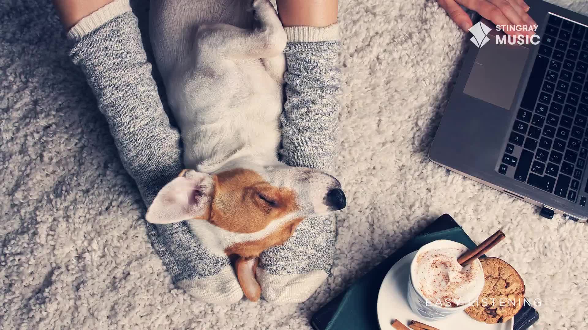 A small dog is nestled between someone's legs, fast asleep on a soft, white rug. Beside the person, a laptop is open, and a mug of something warm sits with a...