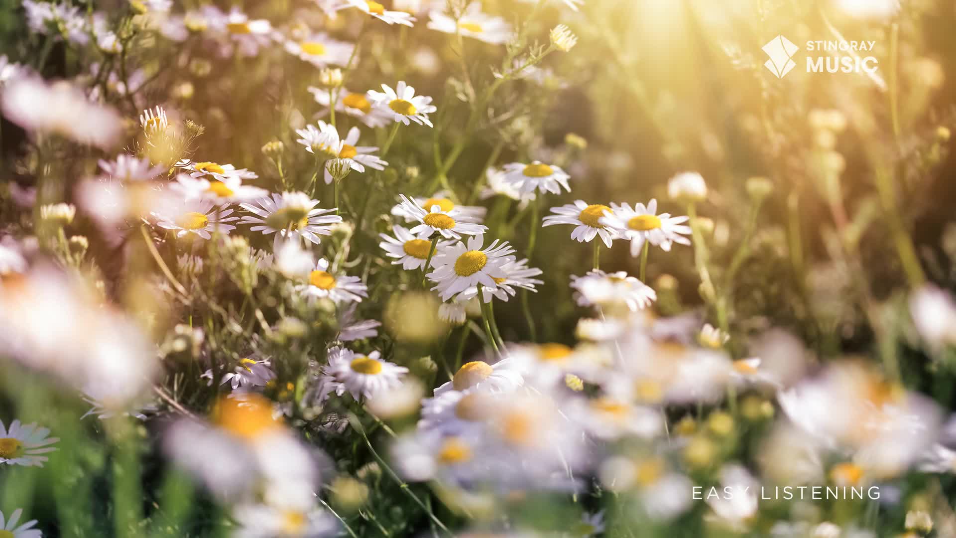 Daisies with white petals and yellow centers bask in the sunlight. The scene, reminiscent of a Stingray Easy Listening broadcast from Canada, is soft and inv...