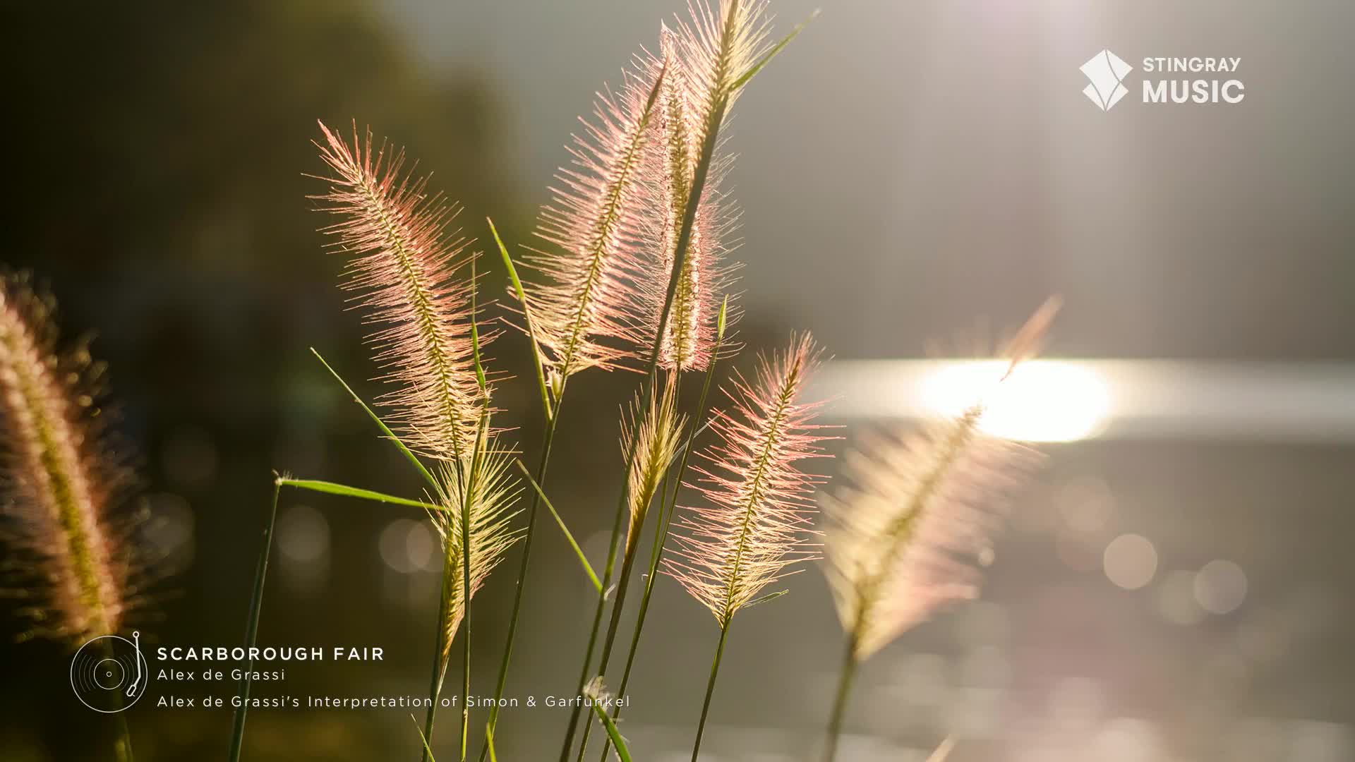 Sunlight catches the feathery tops of the grasses, turning them a soft pink. The scene feels serene, like the easy listening music I'd expect to hear on Stin...