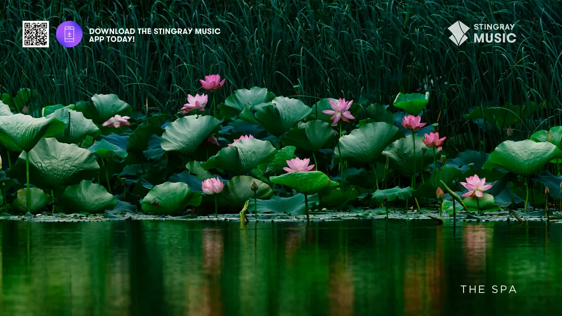 Water lilies with pink blossoms float on the surface, their large, round leaves scattered across the water. The dark green water reflects the plants and the ...