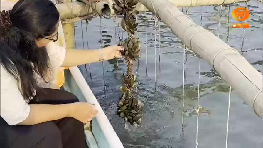 A woman in a boat gently examines a rope strung with clusters of mussels. The water ripples around the submerged lines, part of a mussel farming operation.