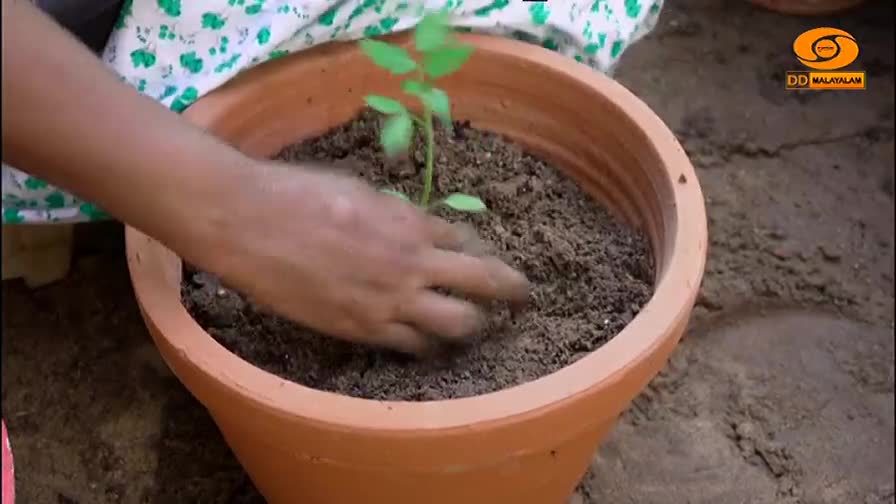 A hand is gently patting soil around a small plant in a terracotta pot. The scene, likely from a DD Malayalam segment, shows the nurturing of a young seedling.