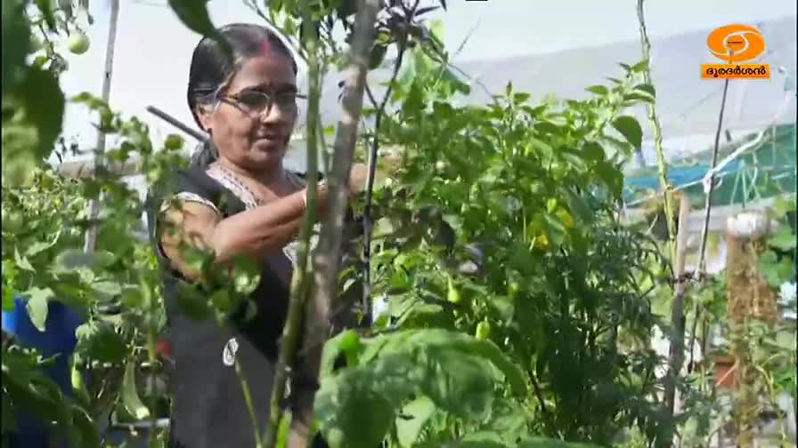 A woman in glasses and a black top tends to plants, her hands moving among the green leaves. The DD Malayalam logo sits in the top right corner.