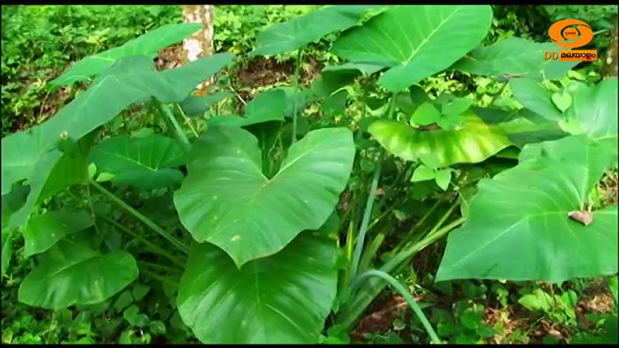 Large, heart-shaped leaves of the taro plant dominate the frame, their deep green color contrasting with the surrounding foliage. The DD Malayalam logo sits ...