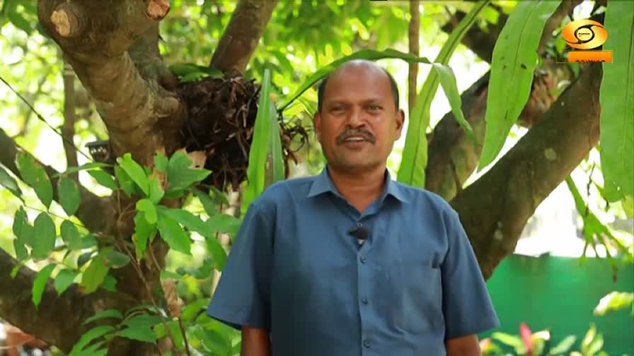 A man in a blue shirt stands in front of a backdrop of lush green foliage. The DD Malayalam logo sits in the corner, suggesting a segment on nature or garden...