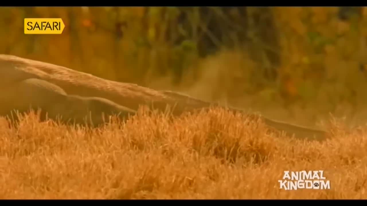 A large animal, likely a big cat, is moving low through the tall, dry grass, kicking up a cloud of dust. The Safari TV logo in the corner suggests this is a ...